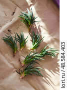 Spring replanting of indoor flowers. Replanting of Haworthiopsis - Haworthia Fasciata or Zebra Aloe plant, separation of new shoots. Стоковое фото, фотограф Ирина Буракова / Фотобанк Лори