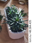 Spring replanting of indoor flowers. Replanting of Haworthiopsis - Haworthia Fasciata or Zebra Aloe plant, separation of new shoots. Стоковое фото, фотограф Ирина Буракова / Фотобанк Лори