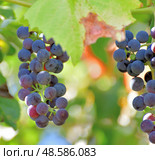 Bunches of Isabella grapes - hybrid of Vitis labrusca and Vitis vinifera. Стоковое фото, фотограф Володина Ольга / Фотобанк Лори