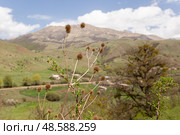 View of the mountains in Armenia. Tavush region. Стоковое фото, фотограф Evgenia Shevardina / Фотобанк Лори