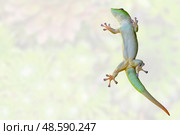 Green gecko lizard on glass on a white background. Pet in the terrarium. Стоковое фото, фотограф Алексей Попов / Фотобанк Лори