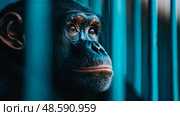Captive Primate: Chimpanzees Melancholy Gaze Through Turquoise Bars of Containment. Стоковое AI-изображение, AI-художник Данила Большаков / Фотобанк Лори