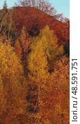 Autumn vibrant tranquil forest during sunset. Стоковое видео, видеограф Михаил Коханчиков / Фотобанк Лори