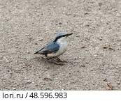 Common nuthatch (Sitta europaea) Стоковое фото, фотограф Саблин Станислав / Фотобанк Лори