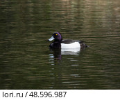 Male tufted duck swims on a pond. Стоковое фото, фотограф Саблин Станислав / Фотобанк Лори