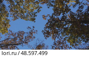 Autumn Trees Sky, treetops colorful foliage against blue sky during autumn season, seen from below upward. Стоковое видео, видеограф svetograph / Фотобанк Лори