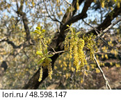 Spring blossom of the Mount Tabor oak (lat.- Quercus ithaburensis) Стоковое фото, фотограф Irina Opachevsky / Фотобанк Лори