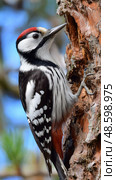 A woodpecker is perched on a tree branch. Стоковое AI-изображение, AI-художник Ярославский Максим / Фотобанк Лори