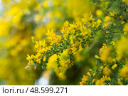 Yellow flowers of the plant Teline canariensis. Стоковое фото, фотограф Яков Филимонов / Фотобанк Лори
