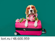 A beagle dog wearing sunglasses on a green isolated background. Стоковое фото, фотограф Виктория Тельминова / Фотобанк Лори