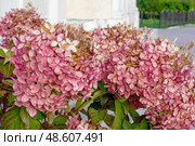 Hydrangea paniculata Vanille Fraise. Close-up of pink flowers of summer-autumn blooming perennial garden shrub Hydrangea paniculata Vanille Fraise Renhy. Стоковое фото, фотограф Оксана Медведева / Фотобанк Лори