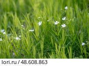 Stellaria holostea. delicate forest flowers made of ham, Stellaria holostea or Echte Sternmiere. Floral background. White flowers on a natural background. close-up, macro photo, beauty of nature. Стоковое фото, фотограф Дина Дамоцева / Фотобанк Лори