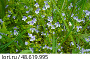 Germander speedwells (Veronica chamaedrys) bloom in the garden. Стоковое фото, фотограф Ирина Старикова / Фотобанк Лори