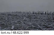 Desolate winter scene unveiling over snowcovered tree stumps in foggy forest clearing. Стоковое AI-видео, аниматор Башкирова Анна / Фотобанк Лори