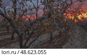 Dramatic sunset over winter orchard with barren trees silhouetted against fiery sky. Стоковое AI-видео, аниматор Башкирова Анна / Фотобанк Лори