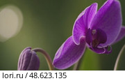 Blooming orchid in sunlit garden: nature's vibrant graceful unfolding. Стоковое AI-видео, аниматор Башкирова Анна / Фотобанк Лори