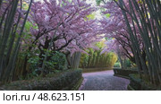 Enchanting cherry blossom pathway in serene forestscape with lush bamboo grove. Стоковое AI-видео, аниматор Башкирова Анна / Фотобанк Лори