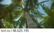 A towering palm tree with coconuts surrounded by tropical leaves in sunny Mexico. Стоковое видео, видеограф Igor Tichonow / Фотобанк Лори