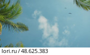 Palm leaves frame blue sky with magnificent frigatebirds soaring in the air on coast of the Yucatan Peninsula Mexico. Стоковое видео, видеограф Igor Tichonow / Фотобанк Лори