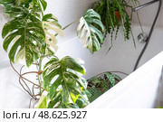 Monstera Alba variegata houseplant it stands in bathroom for washing. Care of potted plants, watering, dusting, humidification. Стоковое фото, фотограф Ольга Симонова / Фотобанк Лори