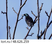 Скворец обыкновенный  на ветке дерева. Стоковое фото, фотограф Snezka / Фотобанк Лори