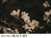 Flowering trees, garden flowers, pollinated plants, spring weather, awakening of nature. Стоковое фото, фотограф сергей злобин / Фотобанк Лори
