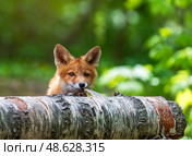 Animal adorable red fox cub in spring forest trying to gnaw off birch bark. Стоковое фото, фотограф Бачкова Наталья / Фотобанк Лори