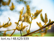 Goat Willow - Salix caprea on a spring time. Стоковое фото, фотограф Татьяна Кахилл / Фотобанк Лори