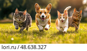 Group of domestic animals running to camera in the grass in summer, outdoor. Puppy and kitten walking in park. Cats with dogs playing together in field. Furry friends two cats and dog run front view. Стоковое AI-изображение, AI-художник Марина Демидюк / Фотобанк Лори