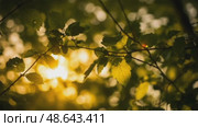 Green leaves rustling in the wind with sunlight filtering through. Стоковое AI-видео, аниматор KATERINA AI / Фотобанк Лори