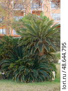 Tropical plants like sago palms contribute to the landscape design of a resort, creating a lush green garden. Exotic foliage provides vibrant texture in a warm climate courtyard setting. Стоковое фото, фотограф Анна Маркина / Фотобанк Лори