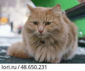 Рыжий кот на прогулке. Стоковое фото, фотограф YuryKara / Фотобанк Лори