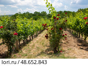 Лоза и Розы. Стоковое фото, фотограф Елена Троян / Фотобанк Лори