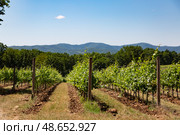 Виноградники, лоза. Стоковое фото, фотограф Елена Троян / Фотобанк Лори
