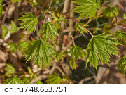 From the leaf buds of the holly maple (Lat. Acer platanoides) the leaves unfolded. Holly maple, or sycamore maple is a woody plant a species of the genus Maple (Acer) of the Sapindaceae family. Стоковое фото, фотограф Андрей Жигальцов / Фотобанк Лори