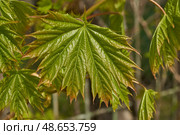 From the leaf buds of the holly maple (Lat. Acer platanoides) the leaves unfolded. Holly maple, or sycamore maple is a woody plant a species of the genus Maple (Acer) of the Sapindaceae family. Стоковое фото, фотограф Андрей Жигальцов / Фотобанк Лори