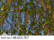 The stamen earrings of the birch bloomed in early spring before the leaves appeared. Стоковое фото, фотограф Андрей Жигальцов / Фотобанк Лори