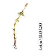 Strobilus called cones of young horsetail (Equisetum) sprig Isolated on white background, cutout ready high resolution image. Стоковое фото, фотограф Елена  Попкова / Фотобанк Лори