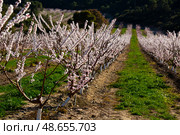 Apricot tree flowers on sky background. Стоковое фото, фотограф Яков Филимонов / Фотобанк Лори