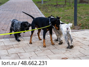 Three dogs explore their surroundings on a paved pathway in a park, engaging with one another in a friendly manner during the afternoon. Стоковое фото, фотограф Данила Большаков / Фотобанк Лори
