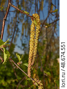 The stamen earrings of the birch bloomed in early spring before the leaves appeared. Стоковое фото, фотограф Андрей Жигальцов / Фотобанк Лори