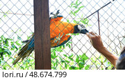 Zookeeper offering blue and yellow macaw food through wire mesh at wildlife sanctuary. Стоковое фото, фотограф Mikhail Davidovich / Фотобанк Лори