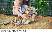 Zookeeper playing with a cute tiger cub. Стоковое фото, фотограф Mikhail Davidovich / Фотобанк Лори