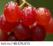 Lush red grapes hang in clusters, adorned with droplets of dew that shimmer in the gentle morning light, creating a tranquil and fruitful atmosphere in a vineyard Generative AI. Стоковое AI-изображение, AI-художник Юлия Петровская / Фотобанк Лори