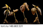 wither plant timelapse ai generated. Стоковое AI-изображение, AI-художник Vectorwin / Фотобанк Лори