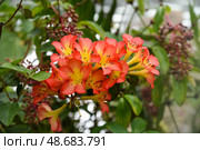 Vireya rhododendrons in full bloom, tropical ornamental flowers from southeastern Asia, a vibrant species from the Ericaceae family. Стоковое фото, фотограф Татьяна Терехина / Фотобанк Лори