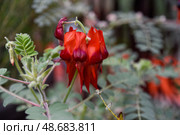 Closeup of red desert pea flowers with shiny black centers on green foliage. Distinctive Australian bloom in Singapore botanic garden. Стоковое фото, фотограф Татьяна Терехина / Фотобанк Лори