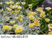 Gazania rigens blooming in Singapore with yellow petals and silver foliage in a sunny tropical flowerbed. Стоковое фото, фотограф Татьяна Терехина / Фотобанк Лори
