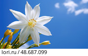 flower star of bethlehem ai generated. Стоковое AI-изображение, AI-художник Vectorwin / Фотобанк Лори