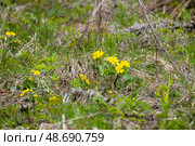 Caltha palustris. Yellow flowers are beautifully blooming among green grass. Стоковое фото, фотограф EugeneSergeev / Фотобанк Лори